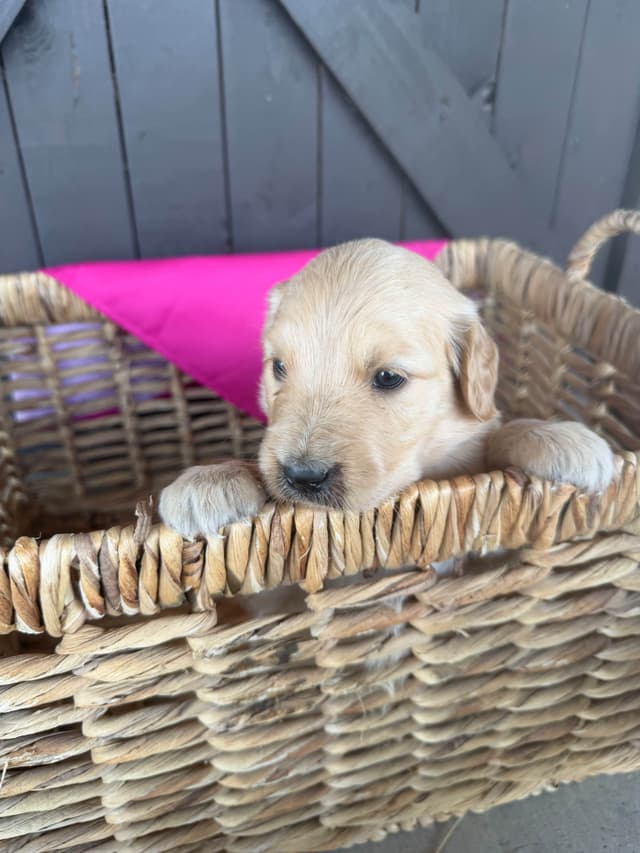 Golden Retriever Puppies media 6