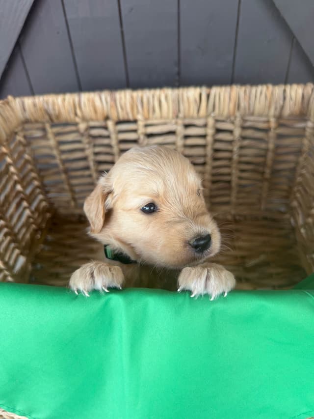 Golden Retriever Puppies media 15