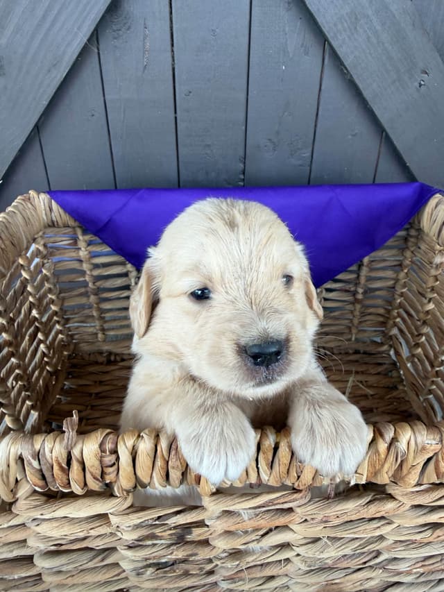 Golden Retriever Puppies media 13