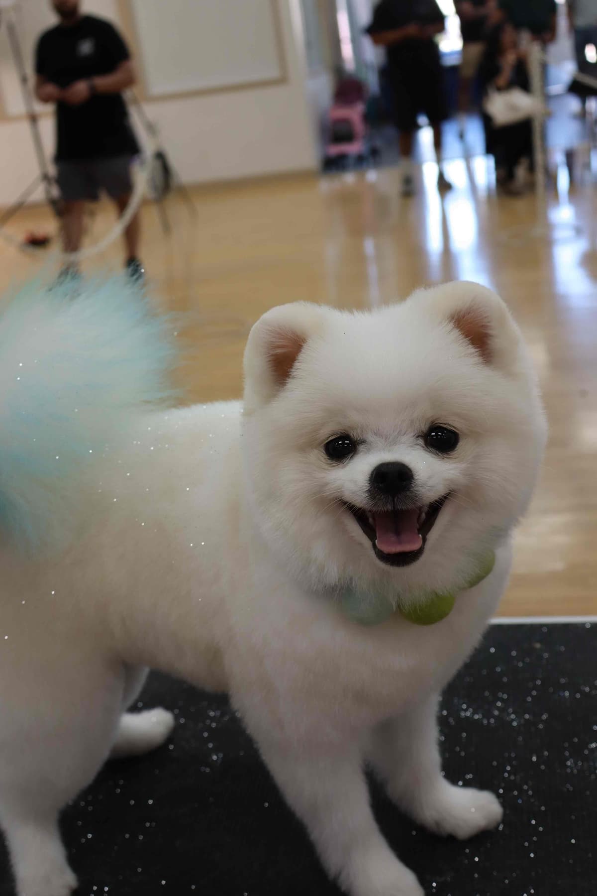 White/Cream Pomeranian Puppies breeder image 7