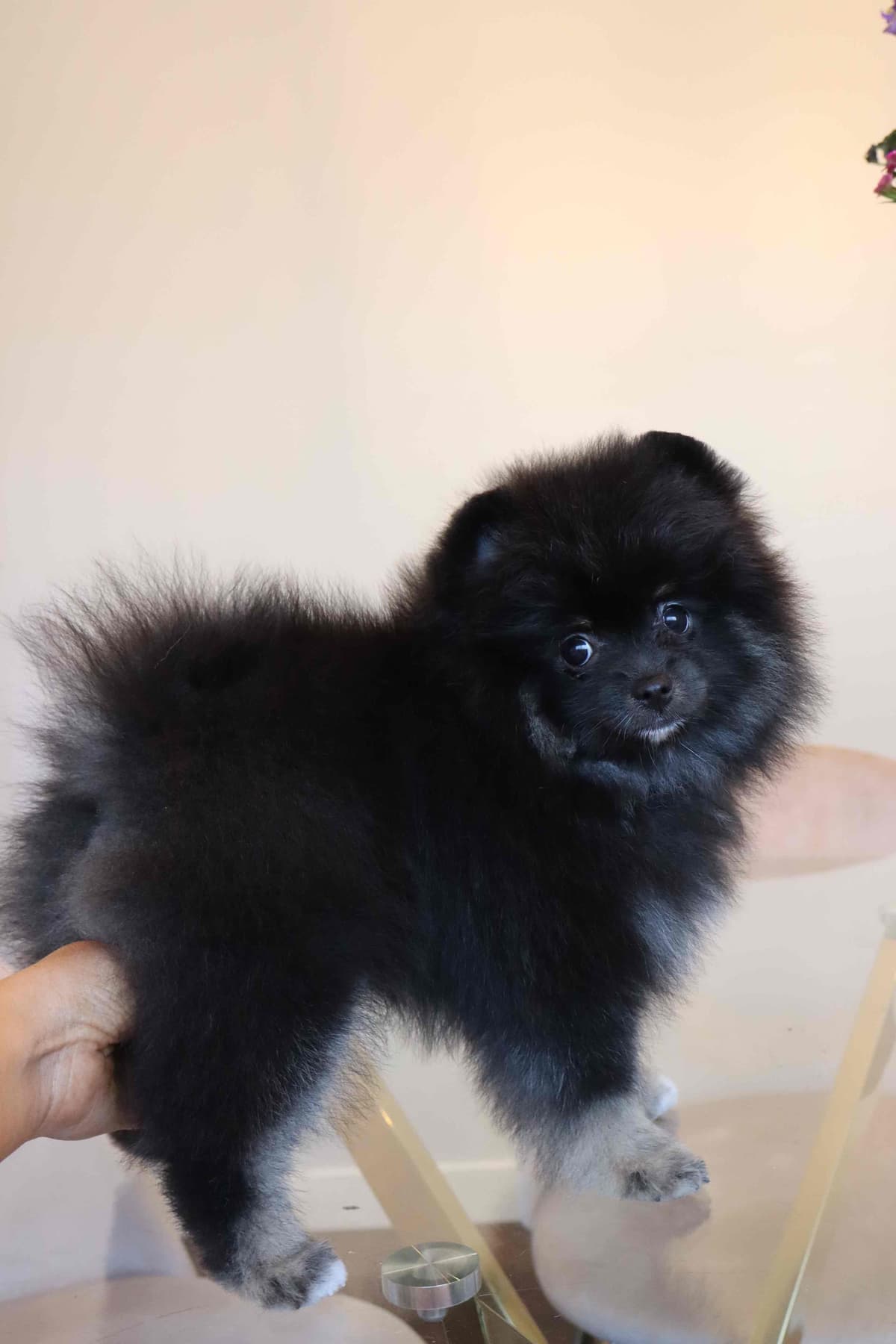 White/Cream Pomeranian Puppies breeder image 10