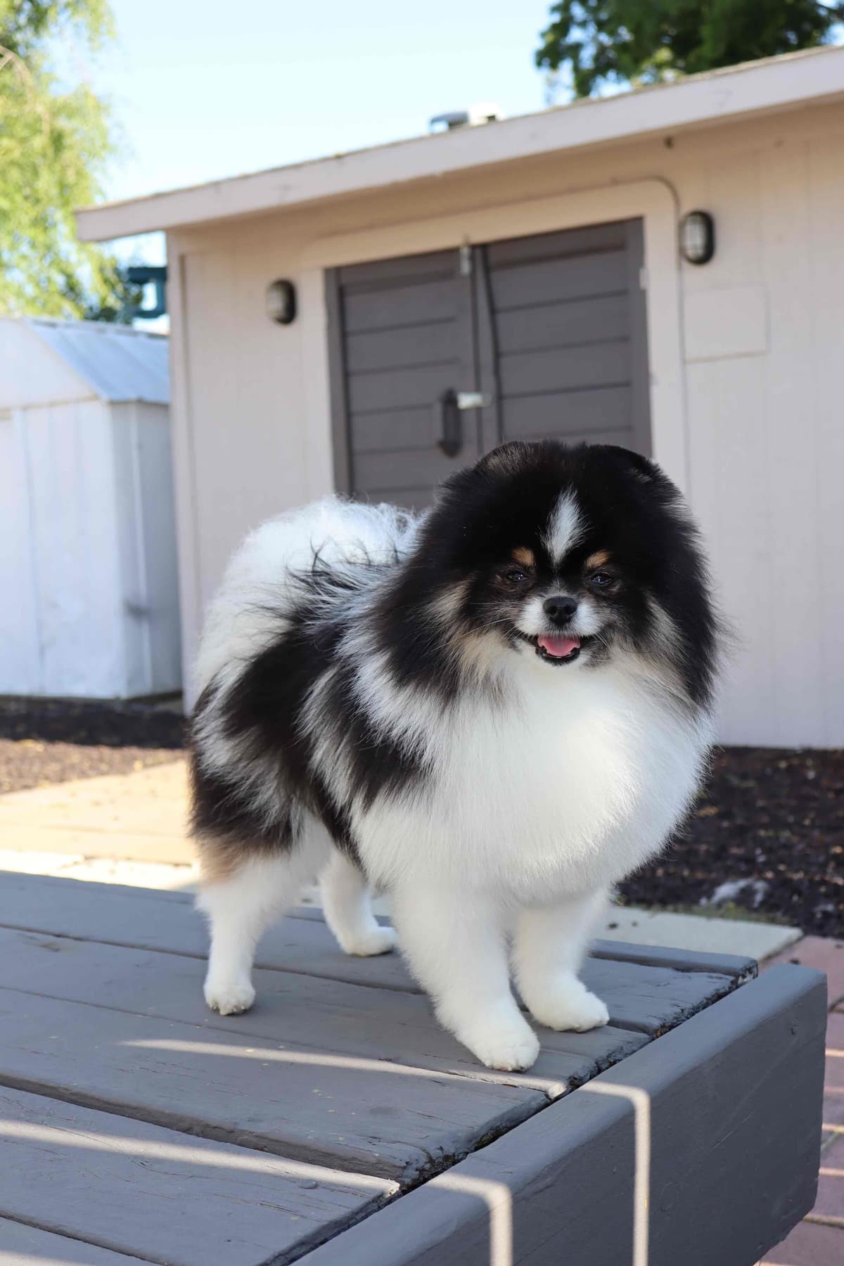 White/Cream Pomeranian Puppies breeder image 3
