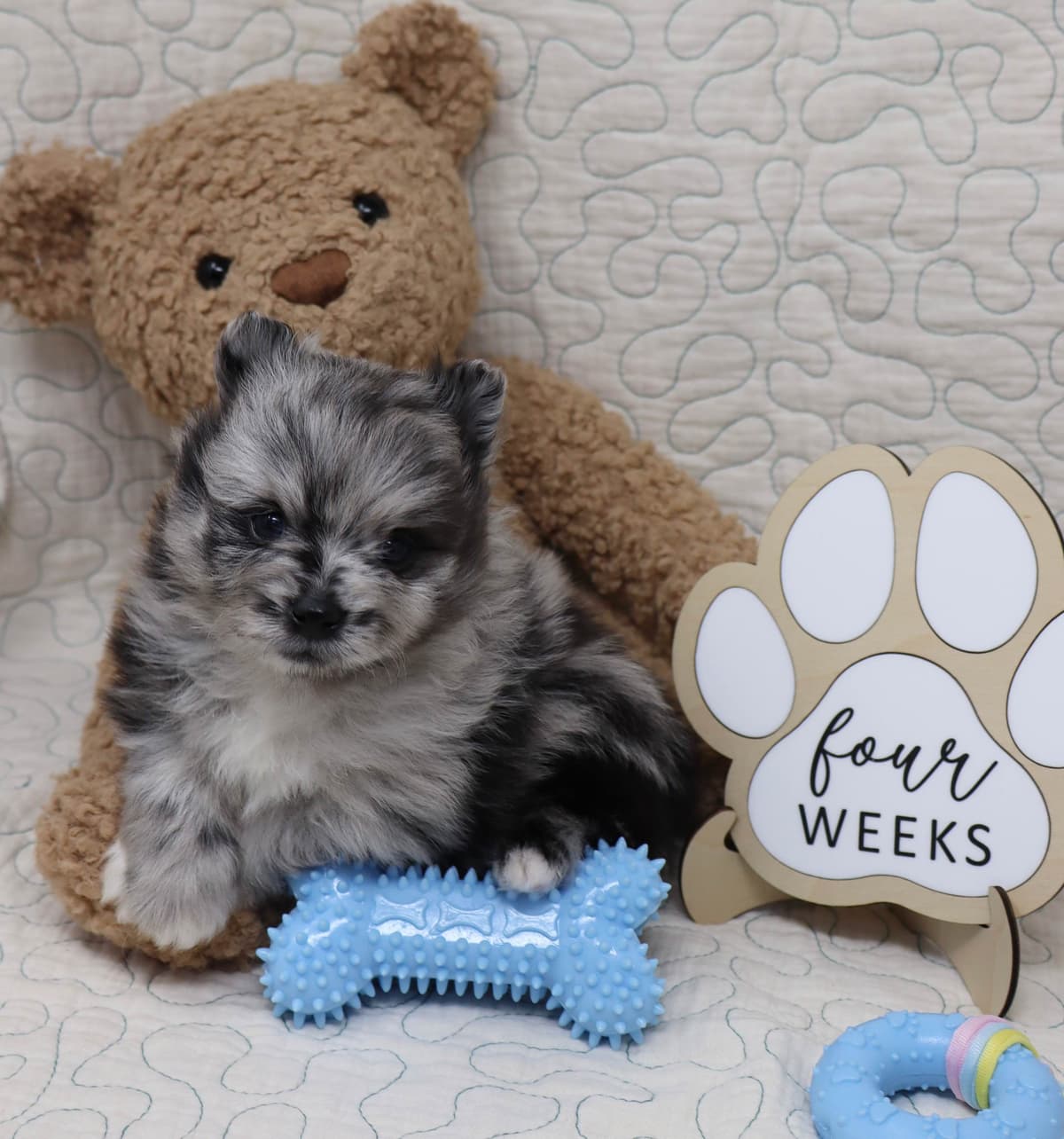 White/Cream Pomeranian Puppies breeder image 11