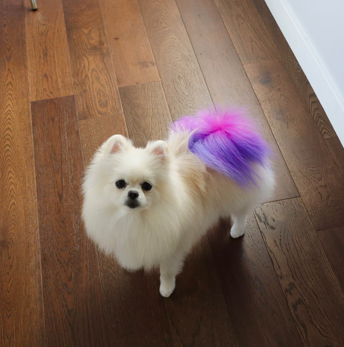 White/Cream Pomeranian Puppies breeder image 8