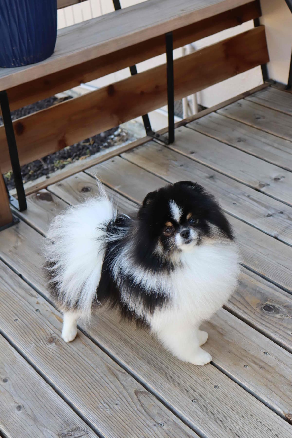 White/Cream Pomeranian Puppies breeder image 15