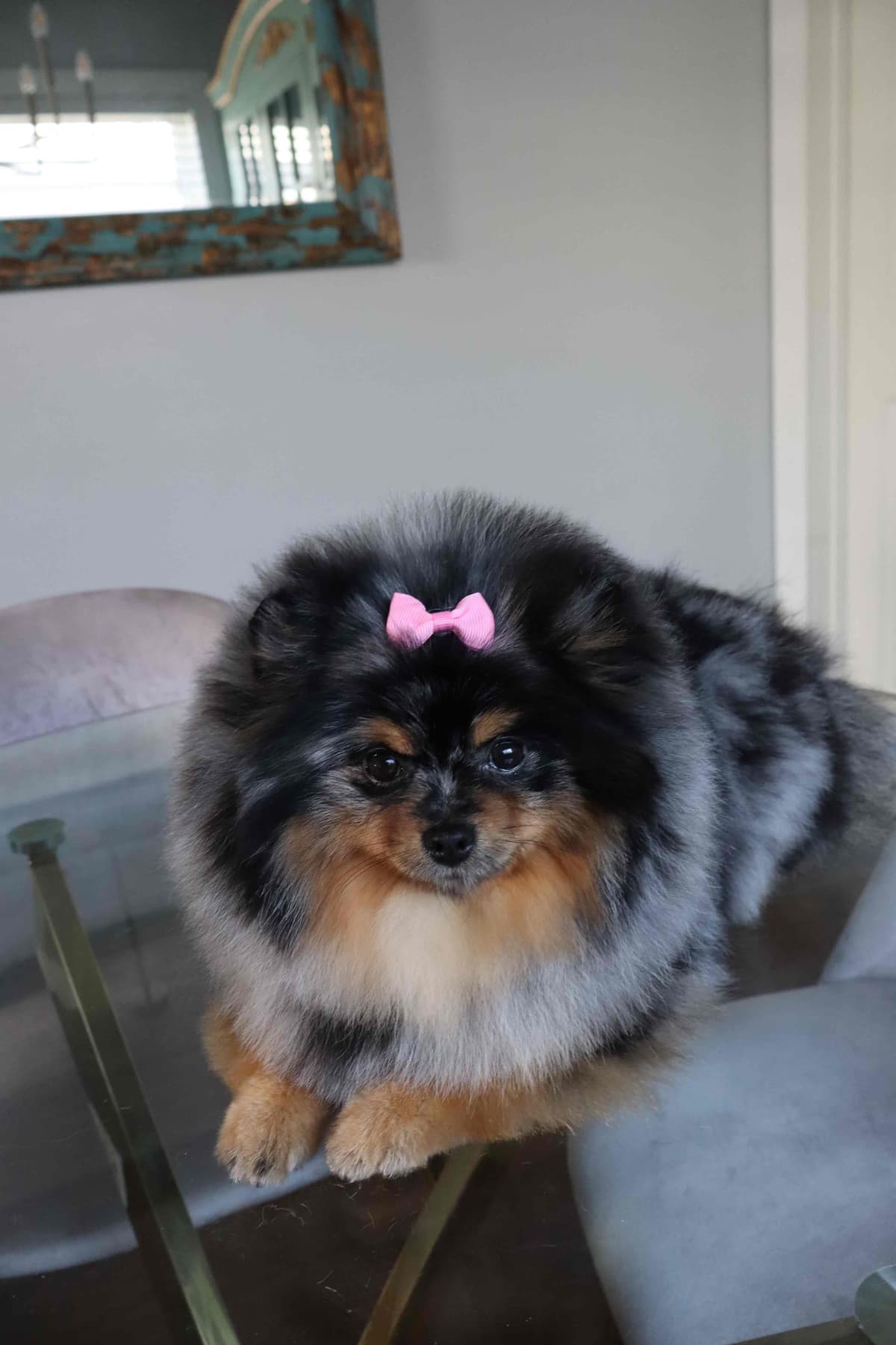 White/Cream Pomeranian Puppies breeder image 1