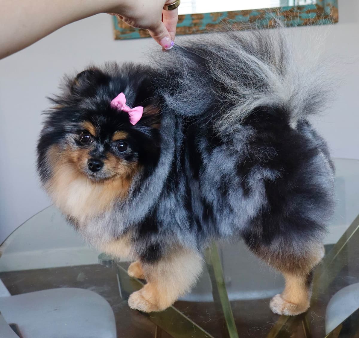White/Cream Pomeranian Puppies breeder image 5