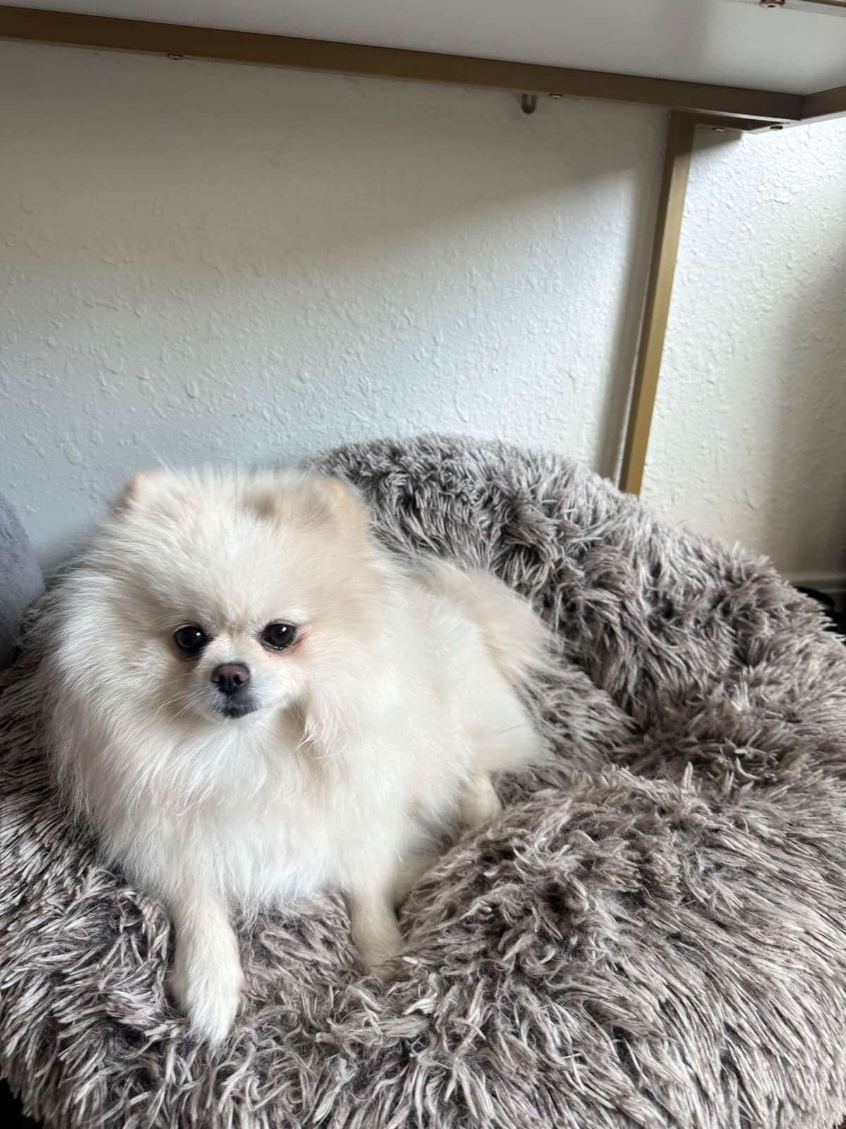 White/Cream Pomeranian Puppies breeder image 6