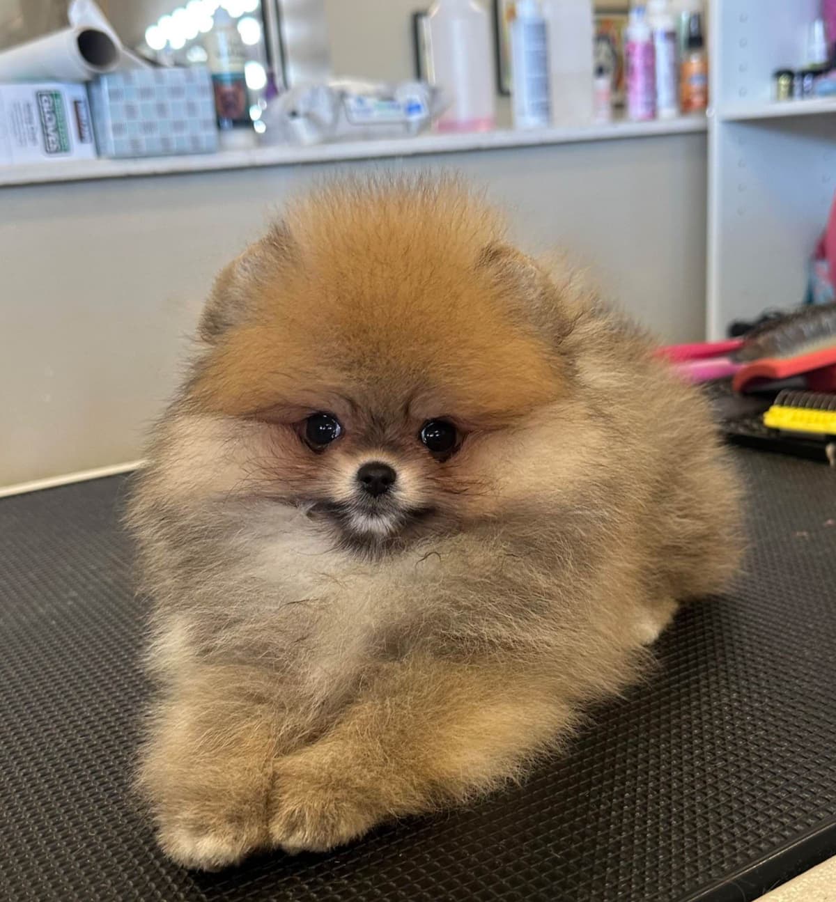 White/Cream Pomeranian Puppies breeder image 12