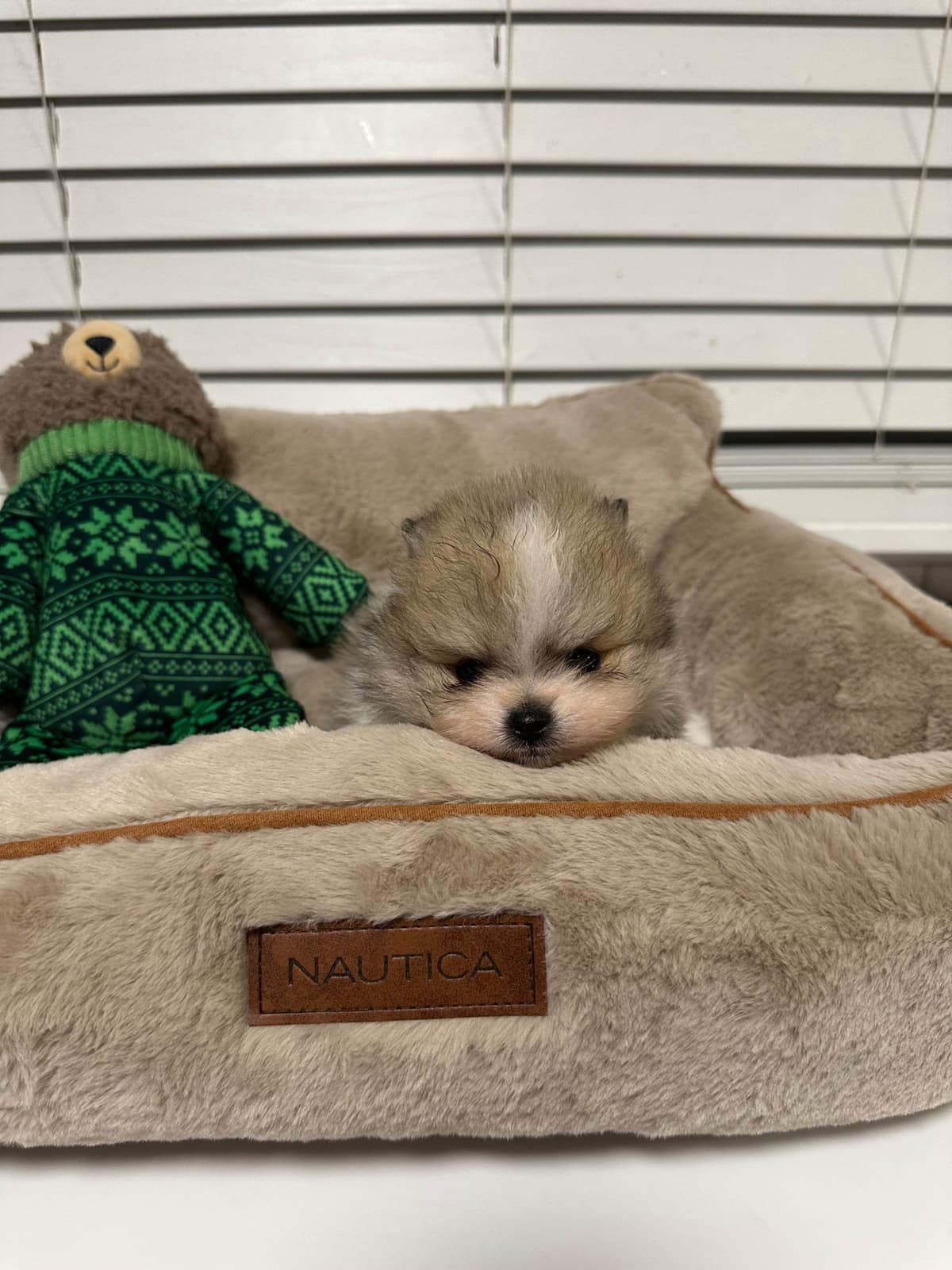 White/Cream Pomeranian Puppies breeder image 16