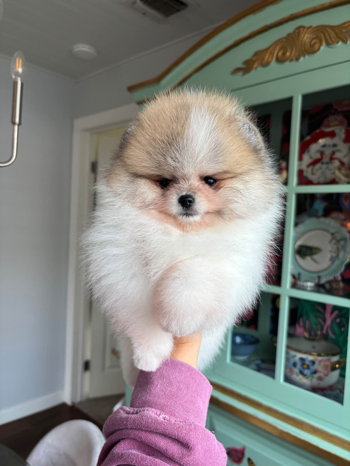 White/Cream Pomeranian Puppies breeder image 13