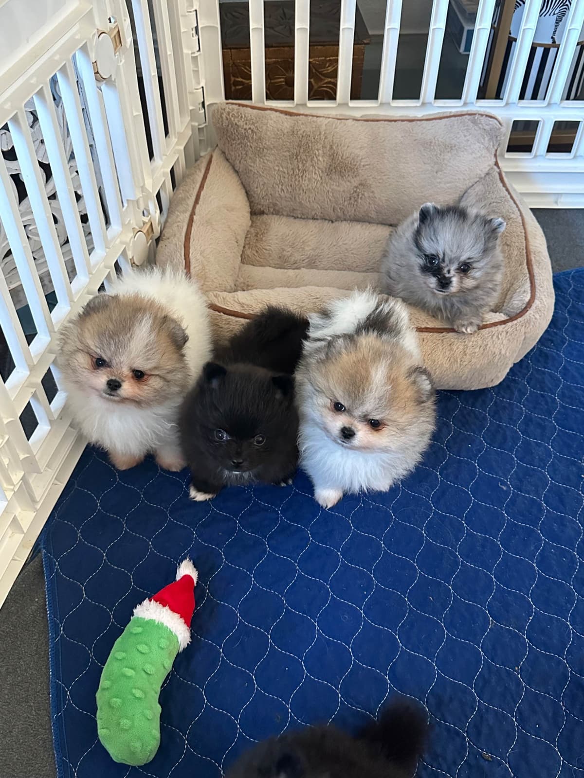 White/Cream Pomeranian Puppies breeder image 17