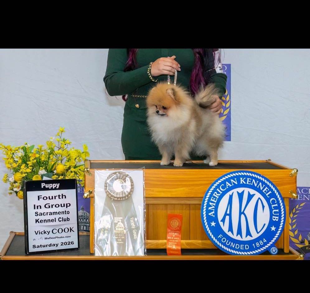 White/Cream Pomeranian Puppies breeder image 2