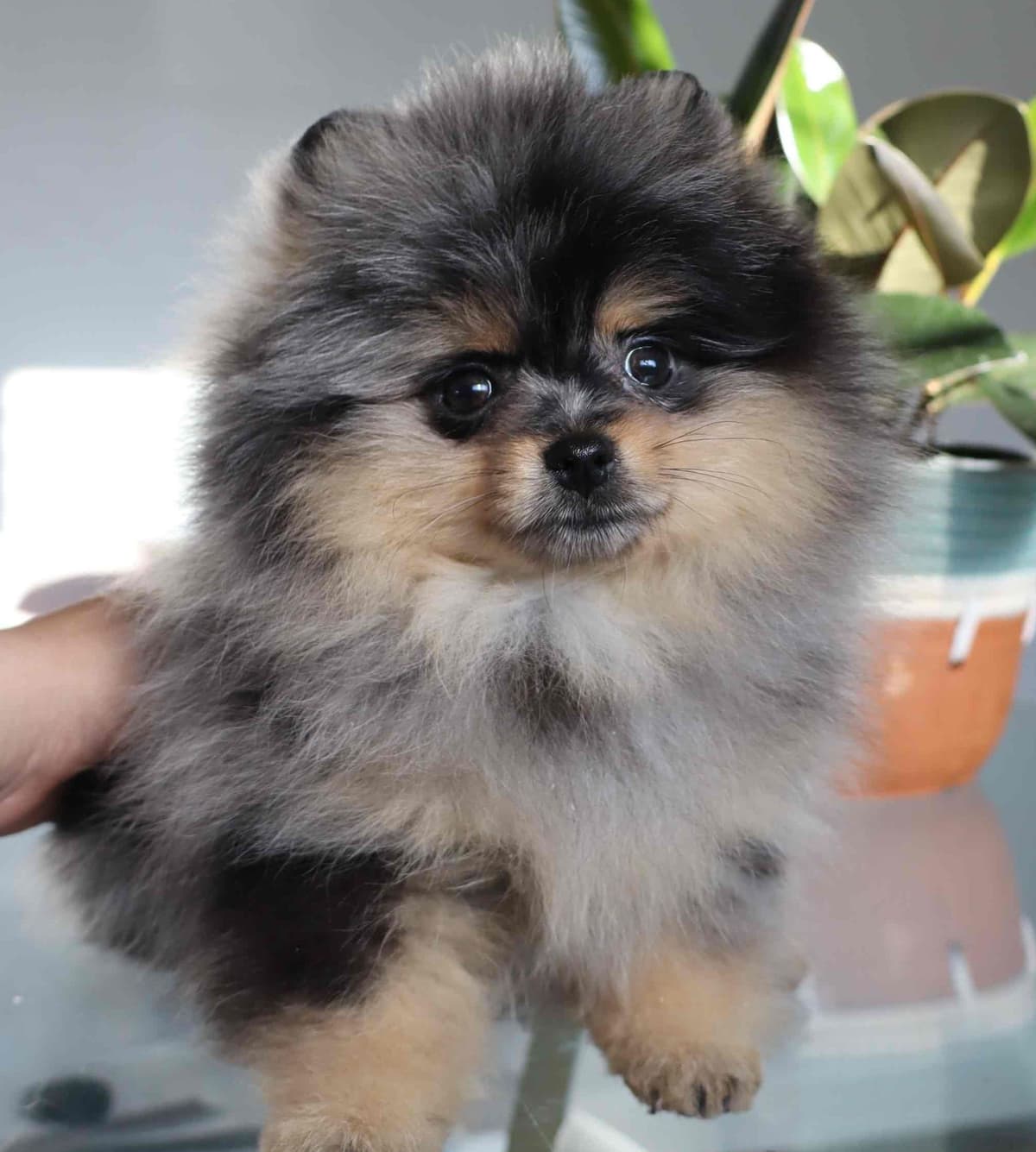 White/Cream Pomeranian Puppies breeder image 18