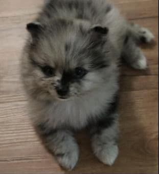 White/Cream Pomeranian Puppies breeder image 19