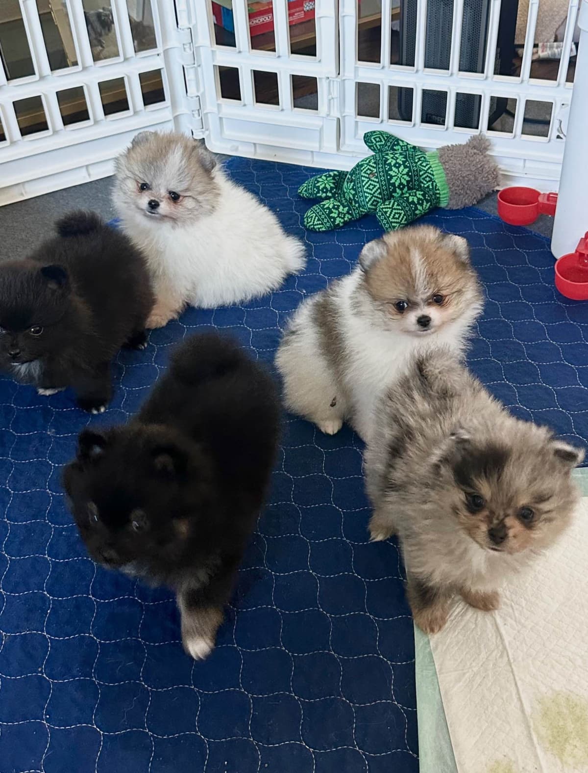 White/Cream Pomeranian Puppies breeder image 20