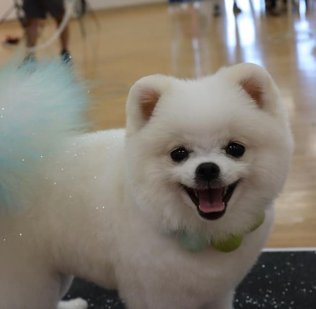 White/Cream Pomeranian Puppies media 4