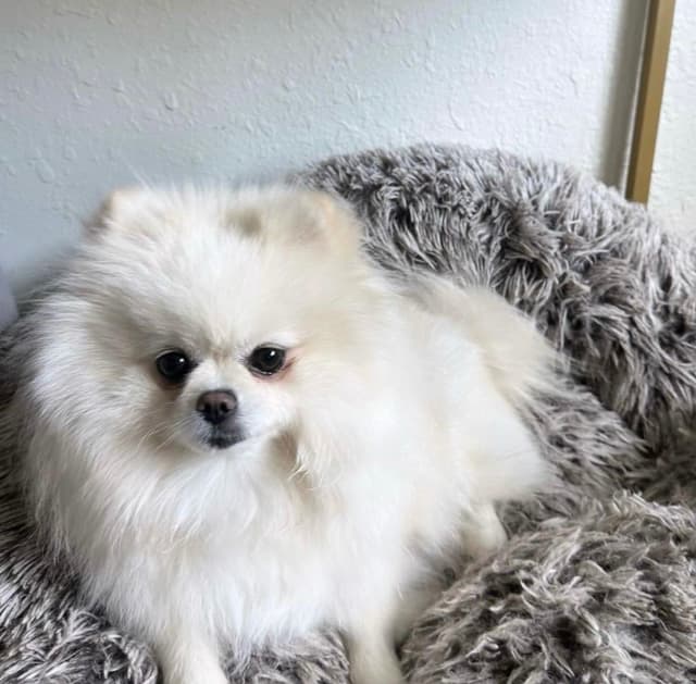 White/Cream Pomeranian Puppies media 5