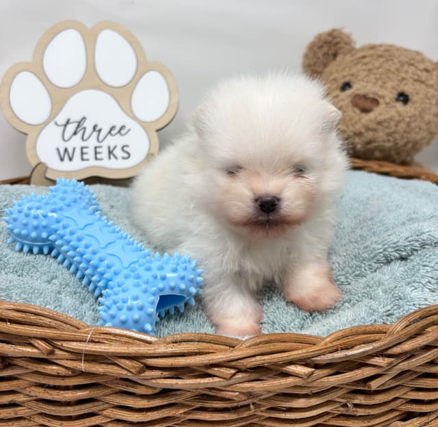 White/Cream Pomeranian Puppies media 2