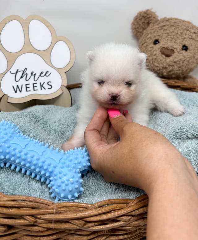 White/Cream Pomeranian Puppies media 3