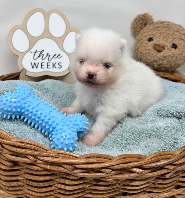 White/Cream Pomeranian Puppies media 8