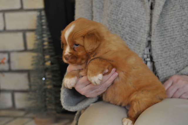 Nova Scotia Duck Tolling Retriever Puppies media 2