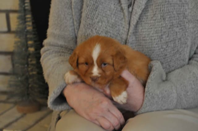 Nova Scotia Duck Tolling Retriever Puppies media 3