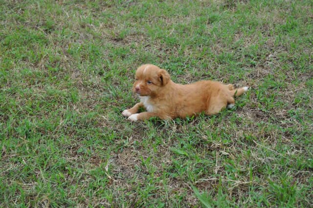 Nova Scotia Duck Tolling Retriever Puppies media 4