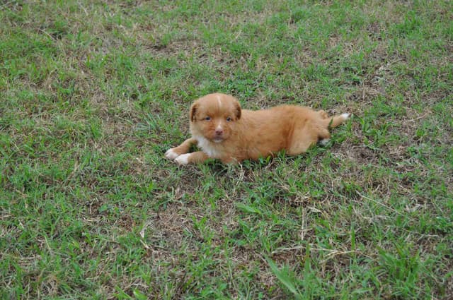 Nova Scotia Duck Tolling Retriever Puppies media 5