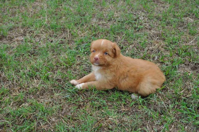 Nova Scotia Duck Tolling Retriever Puppies media 6