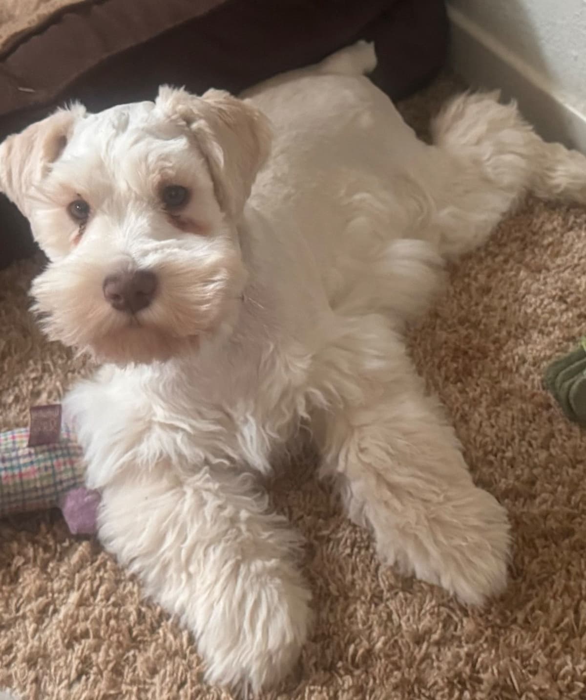Miniature Schnauzer Puppies breeder image 1