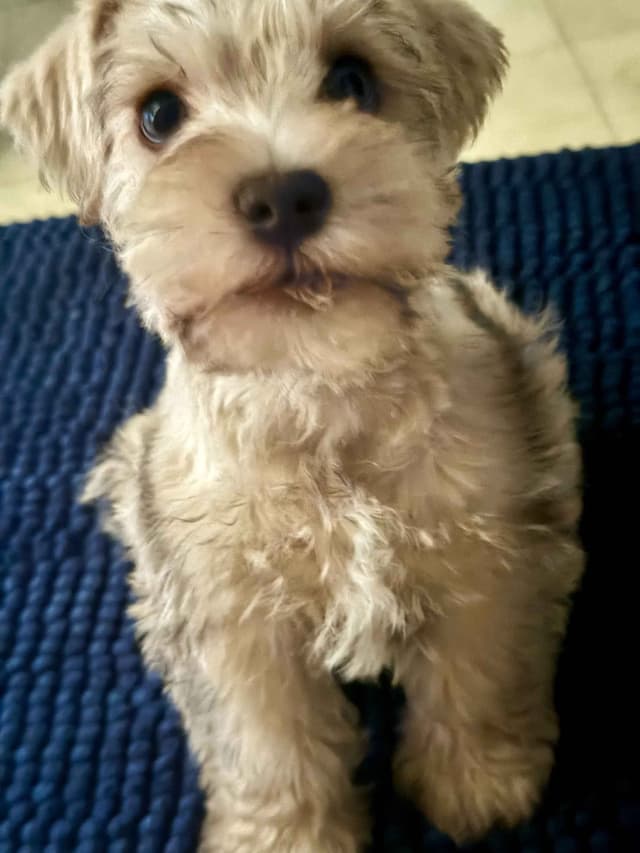 Miniature Schnauzer Puppies media 3