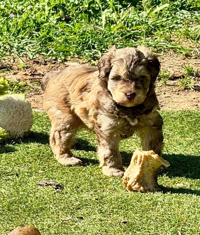 Miniature Schnauzer Puppies media 2