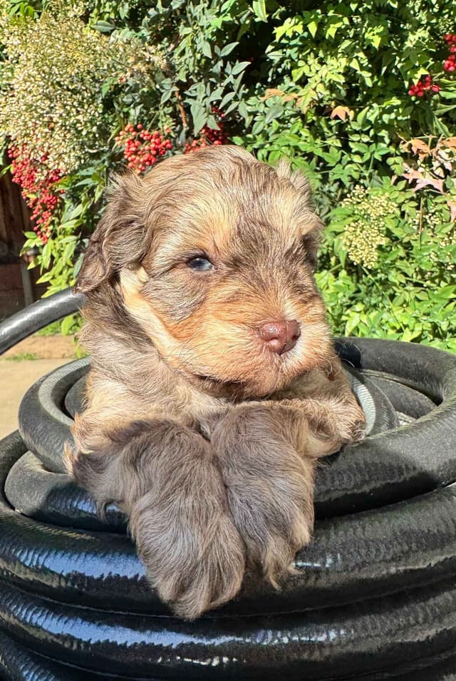 Miniature Schnauzer Puppies media 4