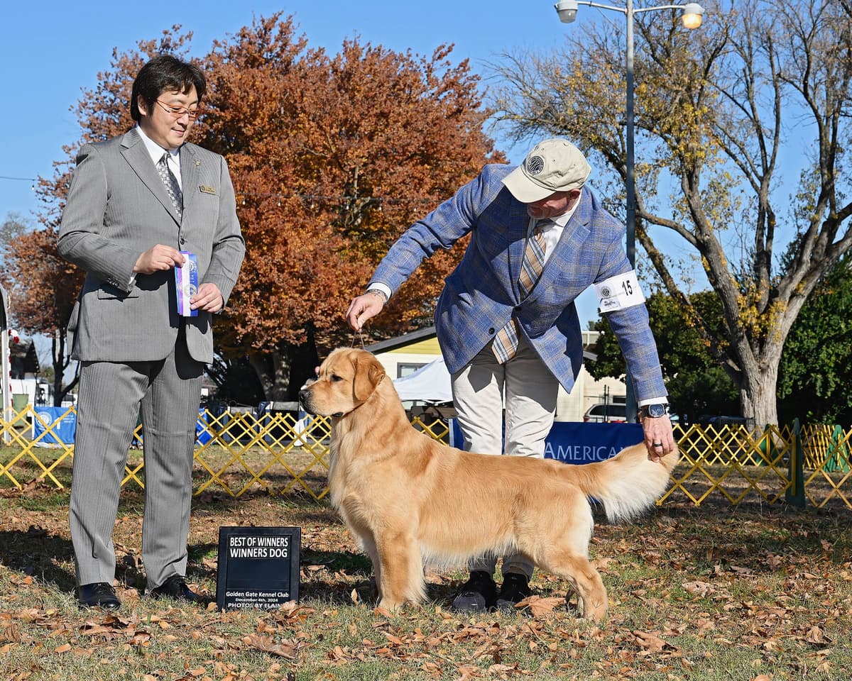Golden Retriever Puppies breeder image 1