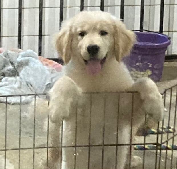 Golden Retriever Puppies media 2