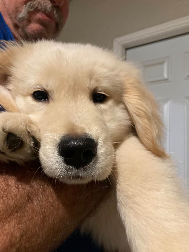 Golden Retriever Puppies media 3