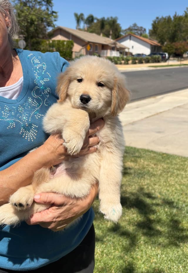 Golden Retriever Puppies media 4