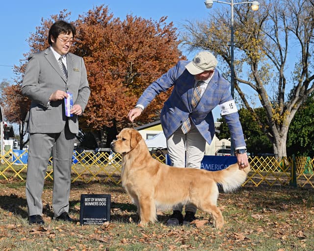 Golden Retriever Puppies media 5