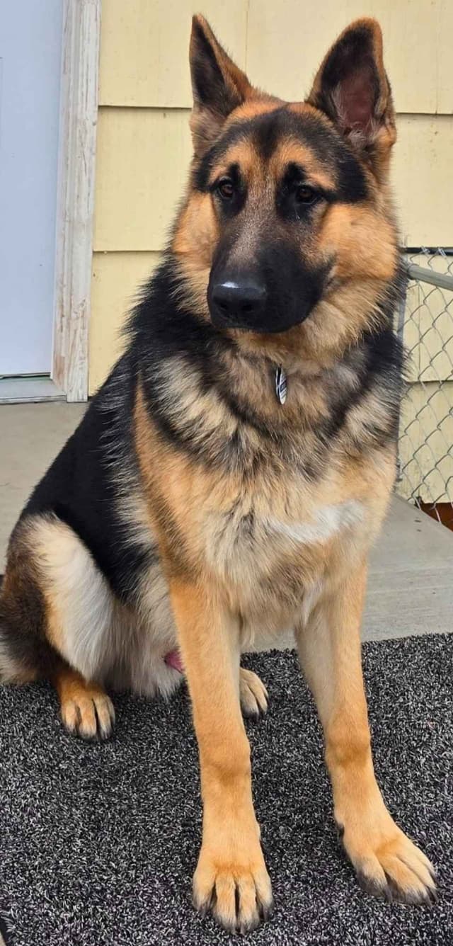 German Shepherd Dog Puppies media 2