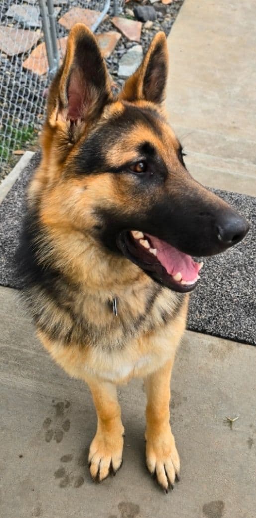 German Shepherd Dog Puppies media 5