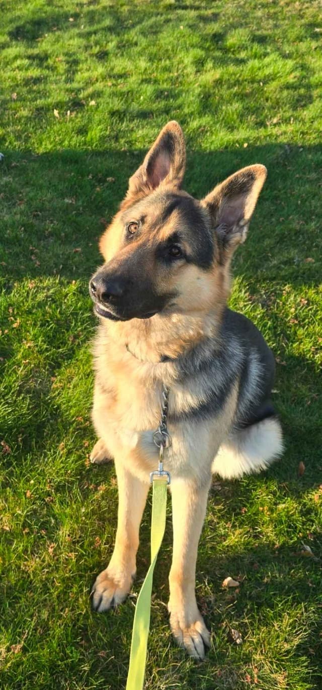 German Shepherd Dog Puppies media 6