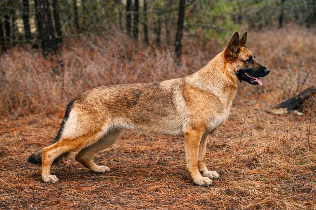 German Shepherd Dog Puppies breeder image 2