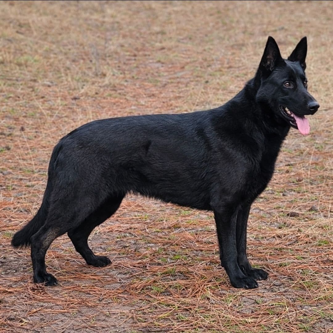 German Shepherd Dog Puppies breeder image 3