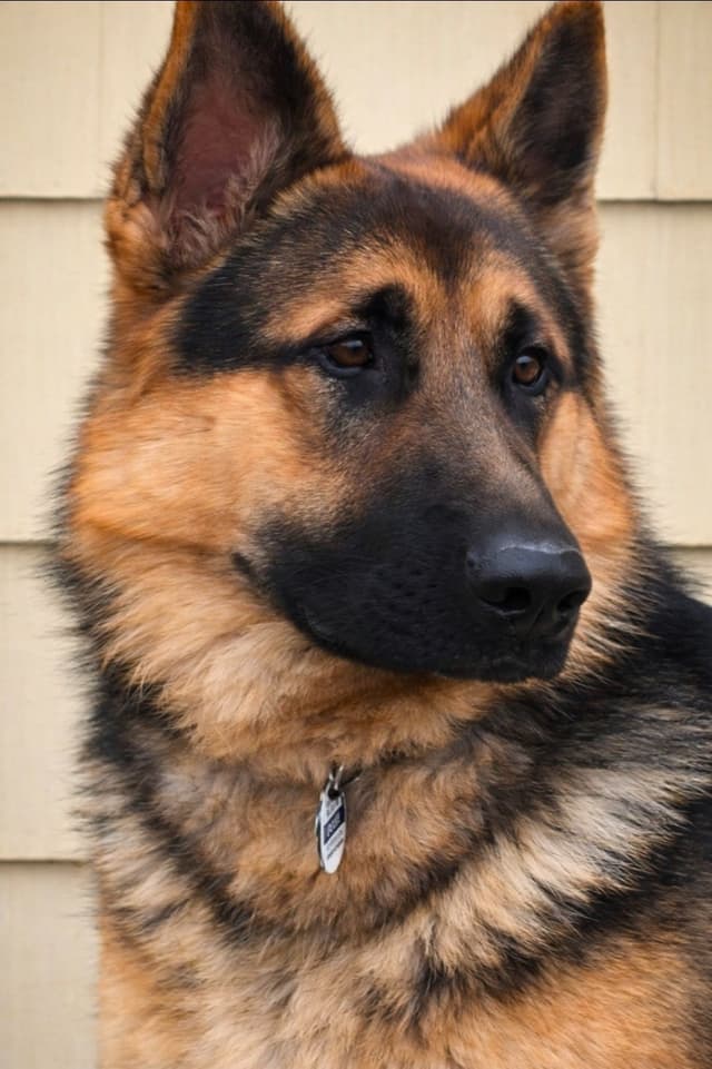 German Shepherd Dog Puppies media 7