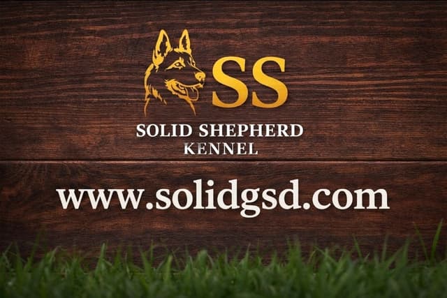 German Shepherd Dog Puppies media 8