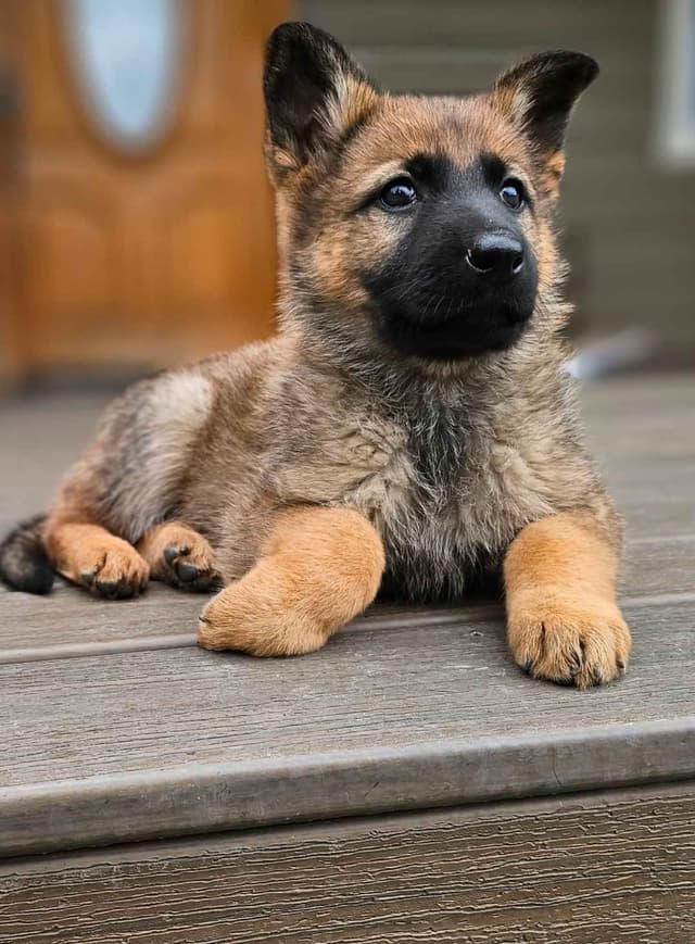 German Shepherd Dog Puppies media 4