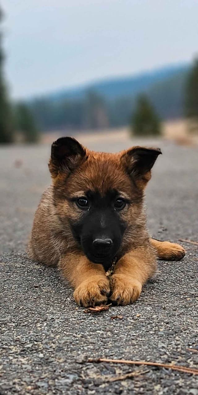 German Shepherd Dog Puppies media 5