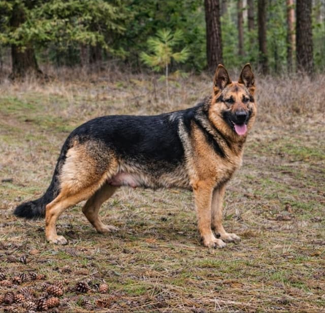 German Shepherd Dog Puppies media 2