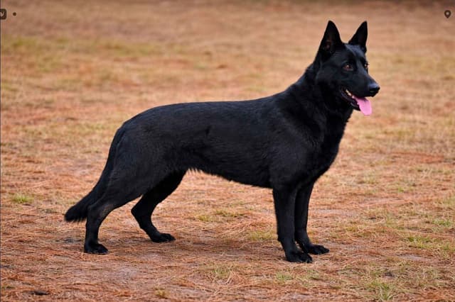 German Shepherd Dog Puppies media 3